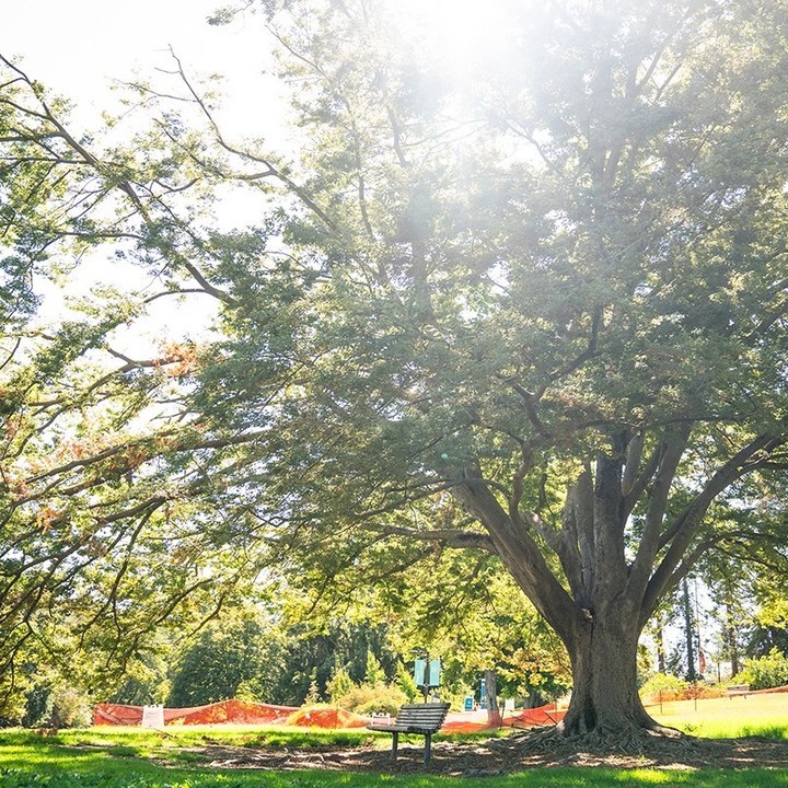 A large Zelkova tree in a park, providing shade over a bench situated beneath its expansive branches.
