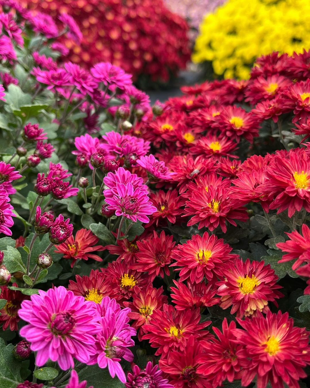 Chrysanthemums : November's Birth Flower - A Comprehensive Guide (2024)