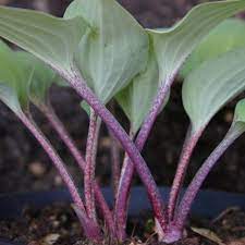 Red Cadet Hostas