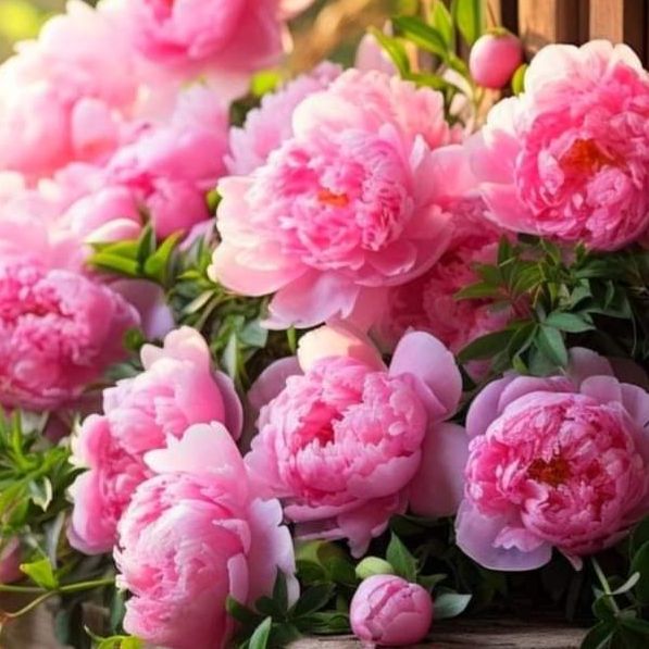 Peonies are lush, fragrant blooms with large, ruffled petals in a range of colors, symbolizing romance and prosperity.