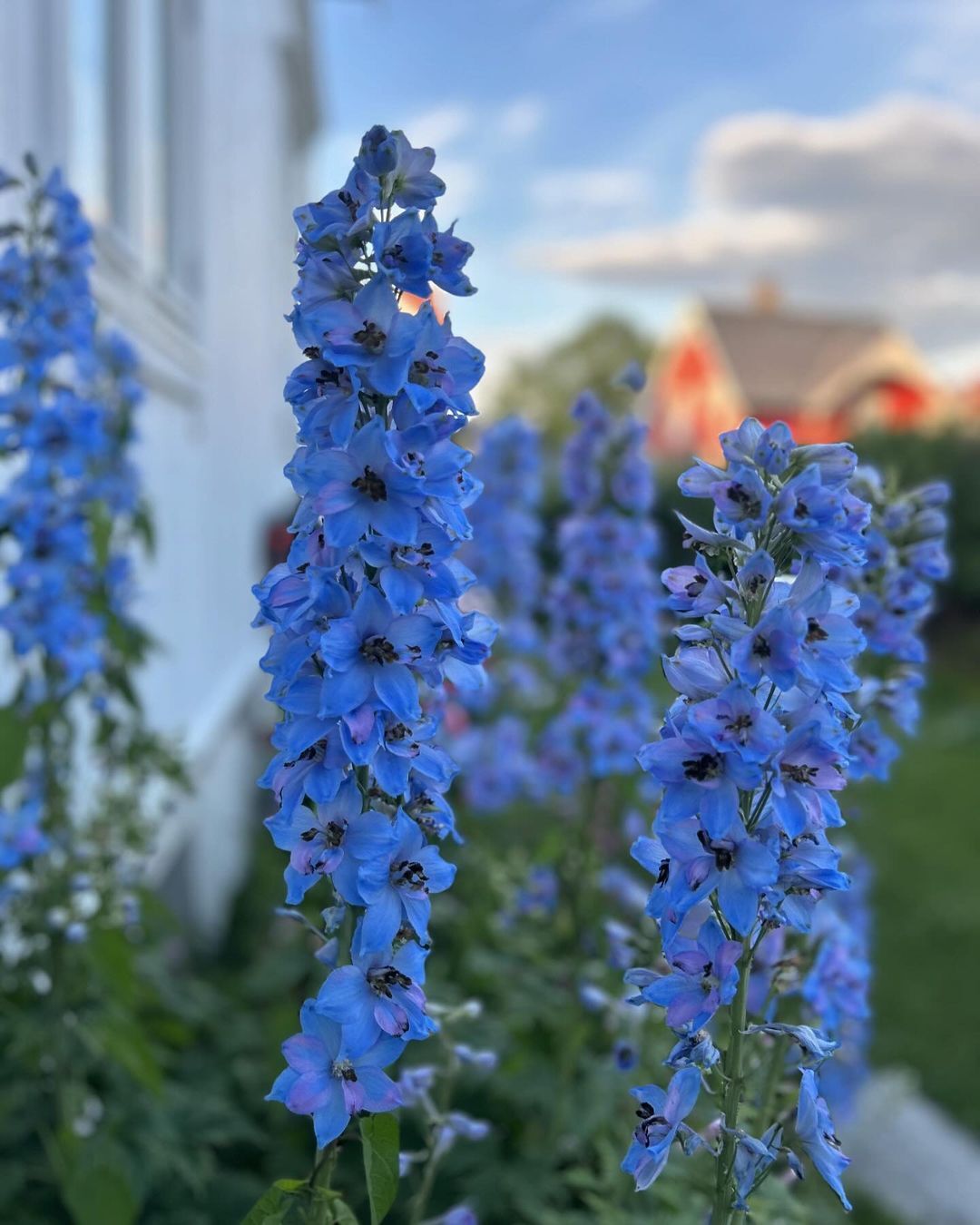 Delphiniums are striking, tall flowers with vibrant blue, purple, or white blooms, often used to add dramatic height and color to garden arrangements.