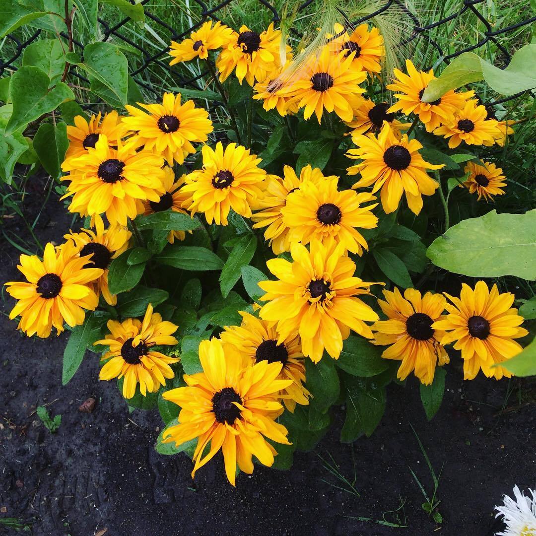 Black-Eyed Susans (Rudbeckia hirta) are bright yellow, daisy-like flowers with dark brown or black centers, symbolizing encouragement and motivation, and are known for their resilience and ability to attract pollinators.
