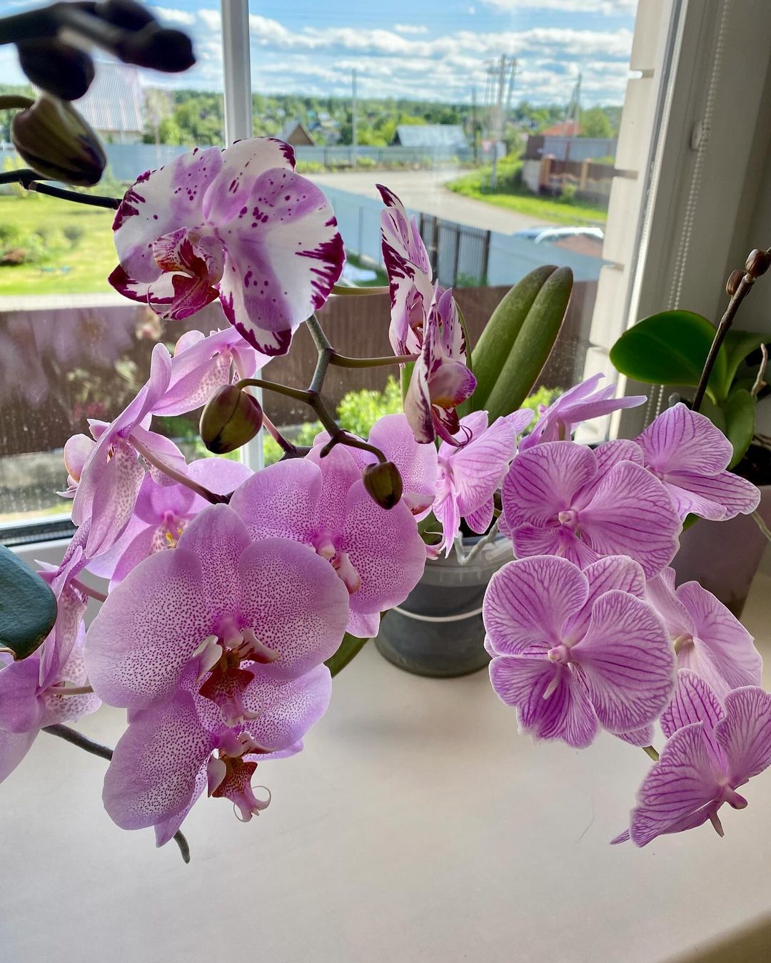 Orchids are elegant, tropical plants known for their stunning, long-lasting flowers in a wide range of colors and shapes, thriving in bright, indirect light and well-draining, airy potting media.