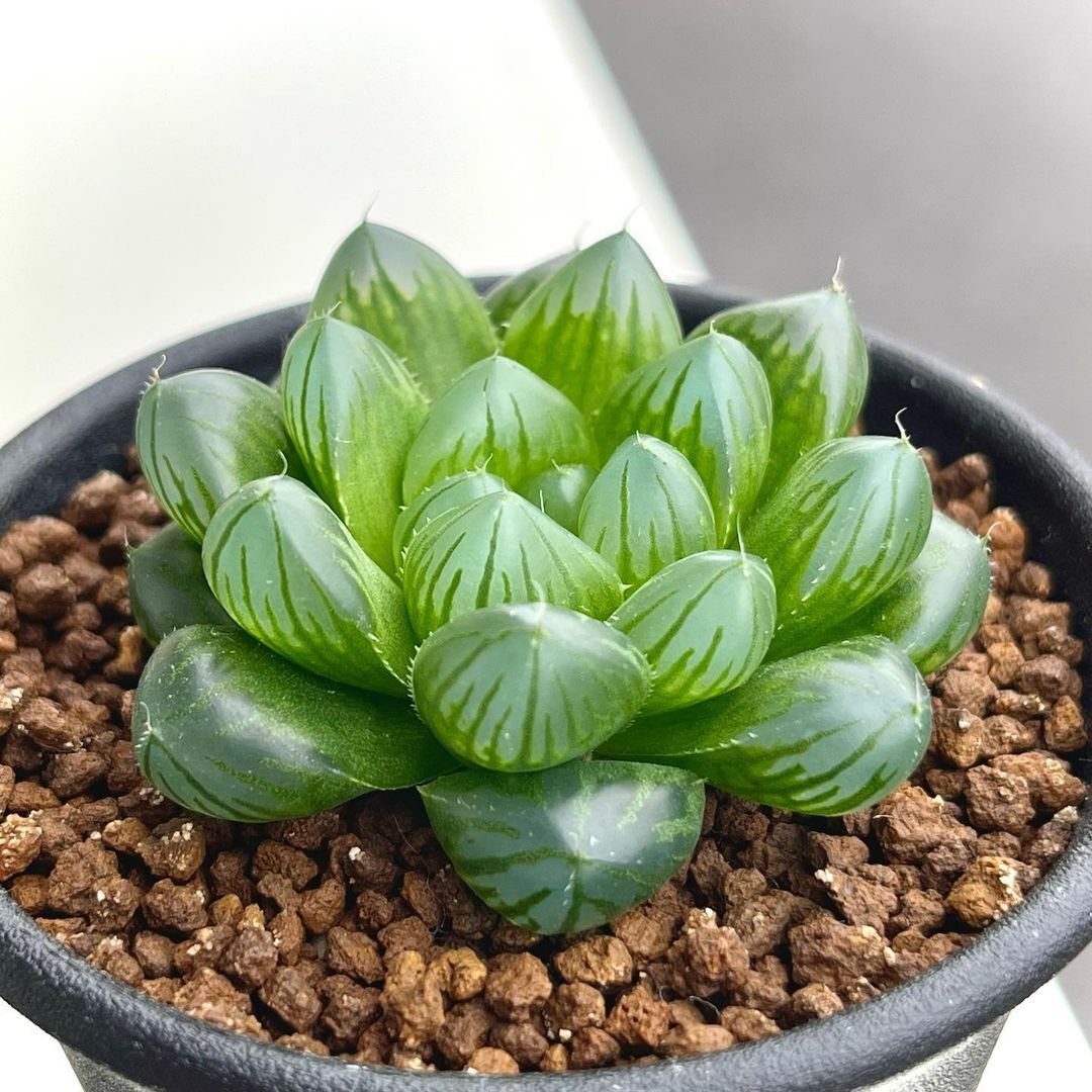 Haworthia cooperi is a small succulent known for its rosette of fleshy, translucent green leaves that have a unique, bubble-like appearance. Haworthia Cooperi