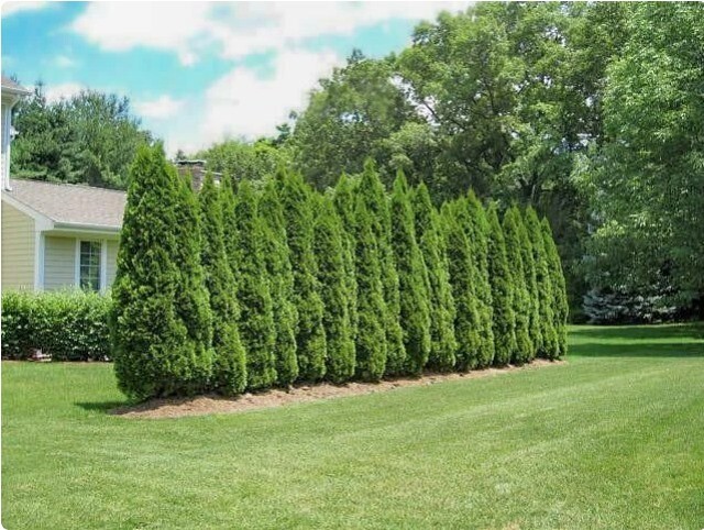 Emerald Green Arborvitae (Thuja occidentalis 