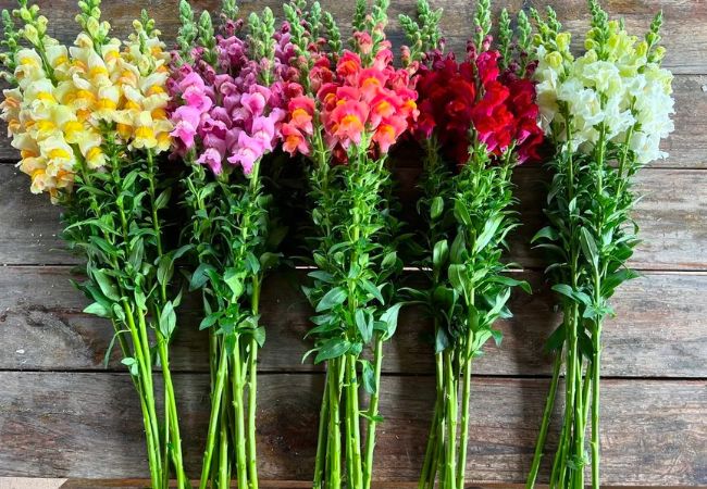 25 Best Cut Flowers to Grow in 2025: Expert Picks for Stunning Bouquets