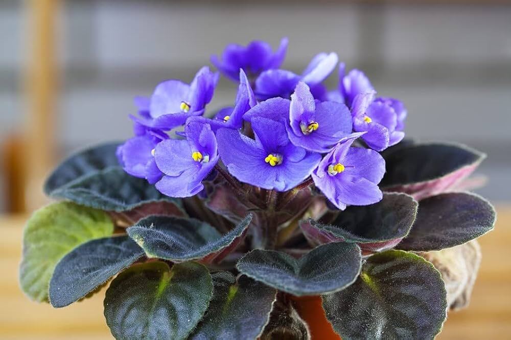 African violet seeds can be planted in a well-draining soil mix, kept warm and humid, and require indirect light for optimal germination.