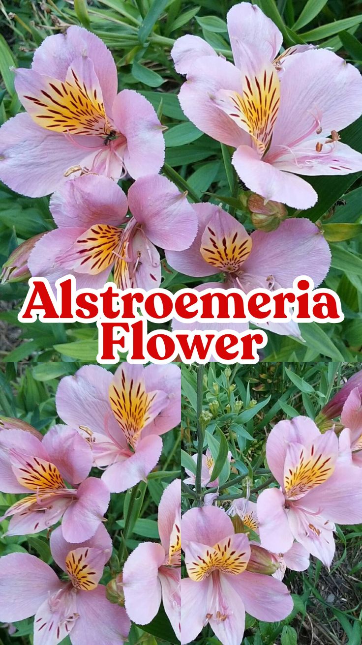 Alstroemeria Flower: Peruvian Lilies, Care Tips, and More
