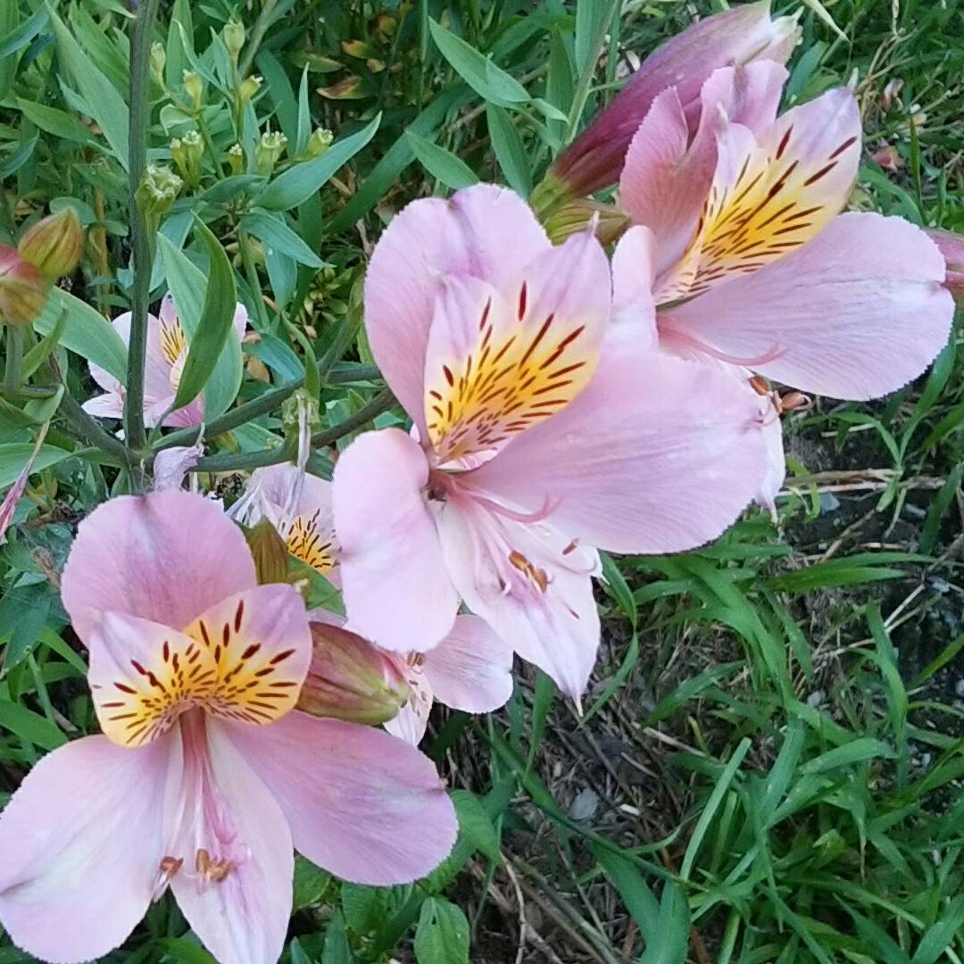 Alstroemeria Flower