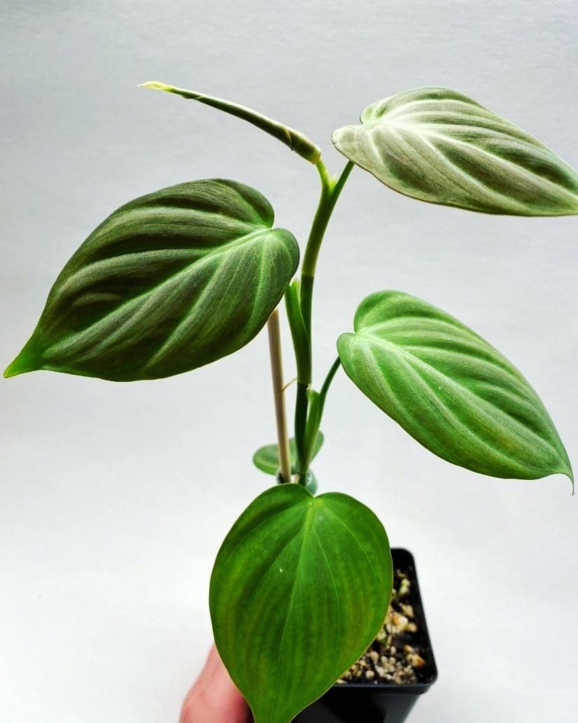 Philodendron camposportoanum is a rare, vining plant with heart-shaped leaves that change shape as they mature, thriving in bright, indirect light and humid environments.