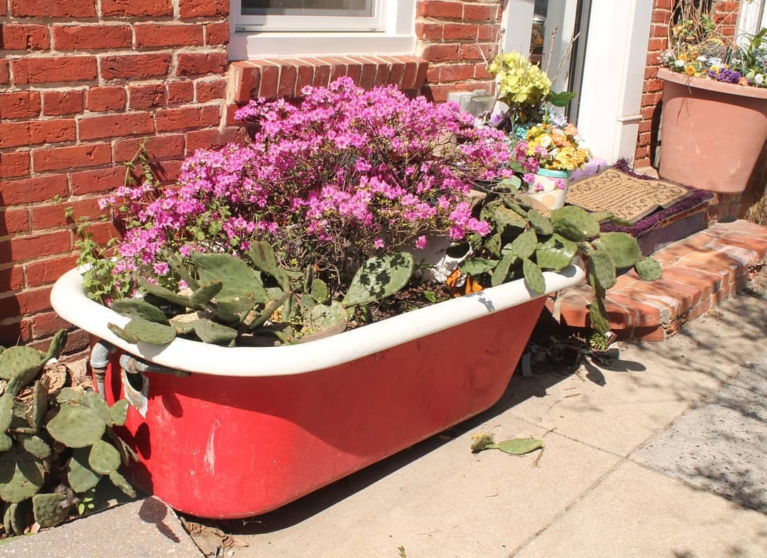 A bathtub flower bed is a garden feature where an old bathtub is repurposed as a container for growing a variety of flowers, creating a unique and charming planter.