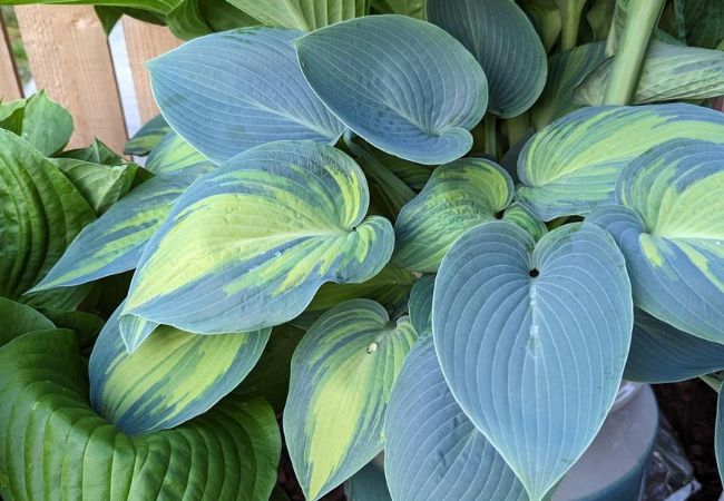 Bleuphoria Hosta : A Stunning Blue Beauty for Your Shade Garden