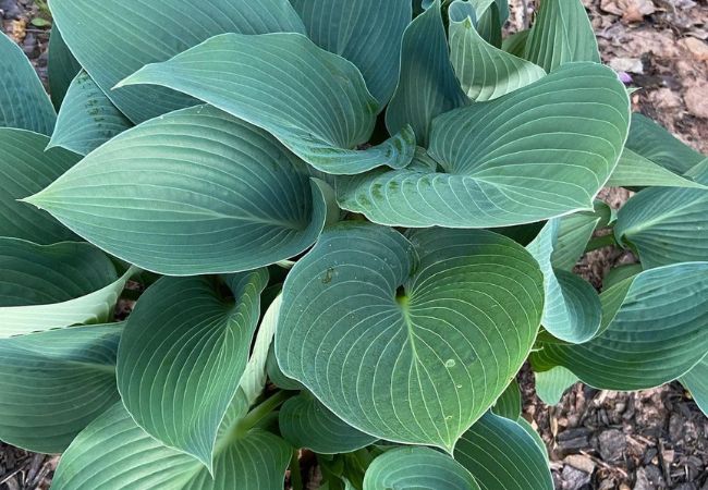 Blue Angel Hosta : A Majestic Shade-Loving Beauty for Your Garden