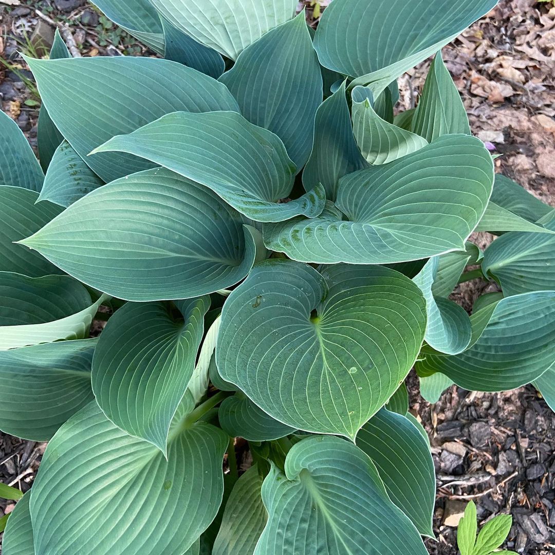 The Blue Angel Hosta is a large, shade-loving perennial known for its striking, heart-shaped blue-green leaves and pale lavender flowers, making it a standout in shaded gardens.