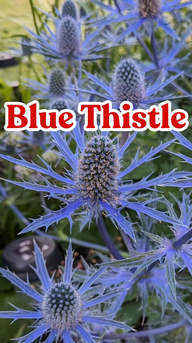 Blue Thistle: A Gardener’s Guide to This Stunning Plant