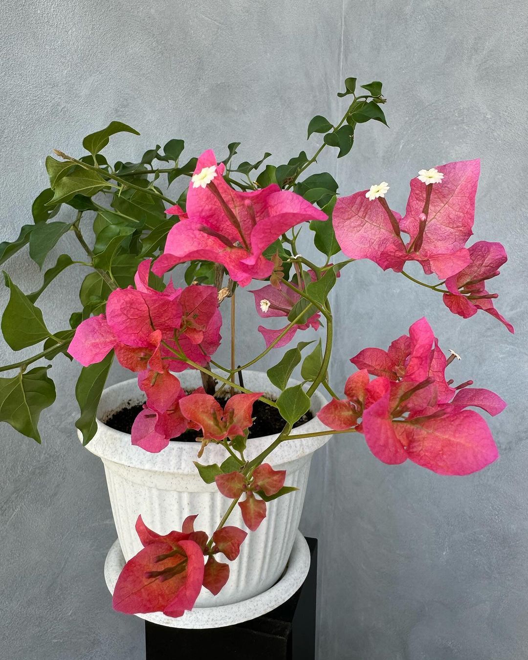 Bougainvillea is a vibrant, climbing plant known for its papery, colorful bracts in shades of pink, purple, red, and orange, commonly used to add bold splashes of color to gardens and walls.