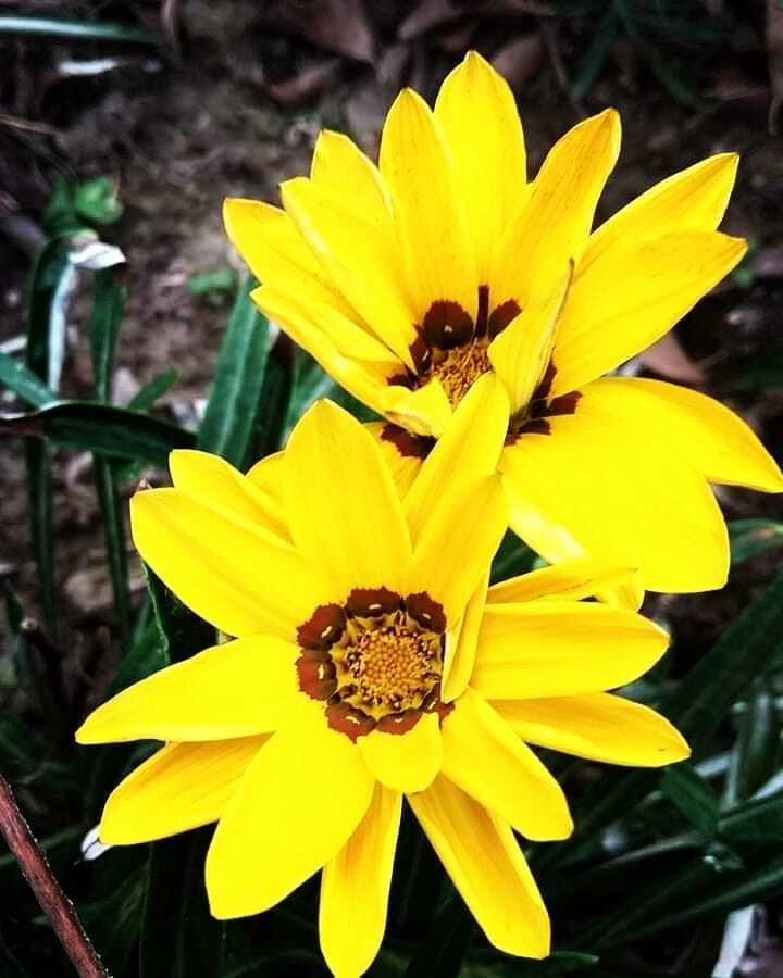 Brown-Eyed Susan (Rudbeckia triloba) is a charming perennial featuring yellow petals with dark brown centers, known for its resilience and ability to attract pollinators, making it a lovely addition to gardens.
