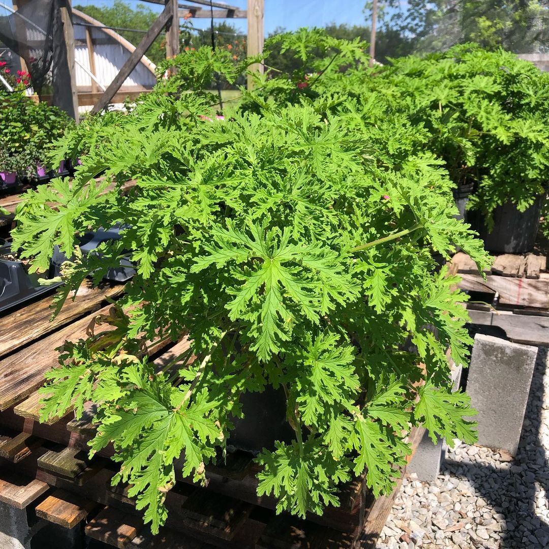 Cironella is a sophisticated floral design studio specializing in bespoke arrangements and luxury blooms for weddings and events.