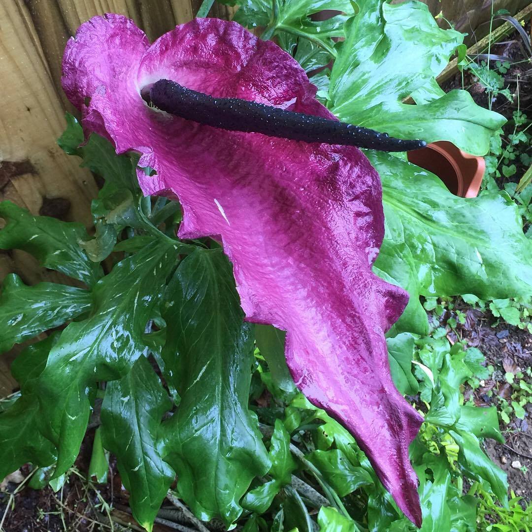 Dragon Arum (Dracunculus vulgaris)