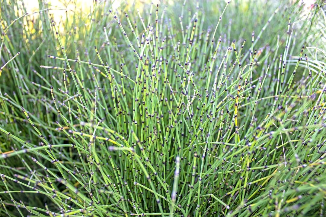 Dwarf Horsetail (Equisetum scirpoides) is a compact, bamboo-like plant with slender, segmented stems, perfect for adding a unique, architectural touch to gardens or water features.
