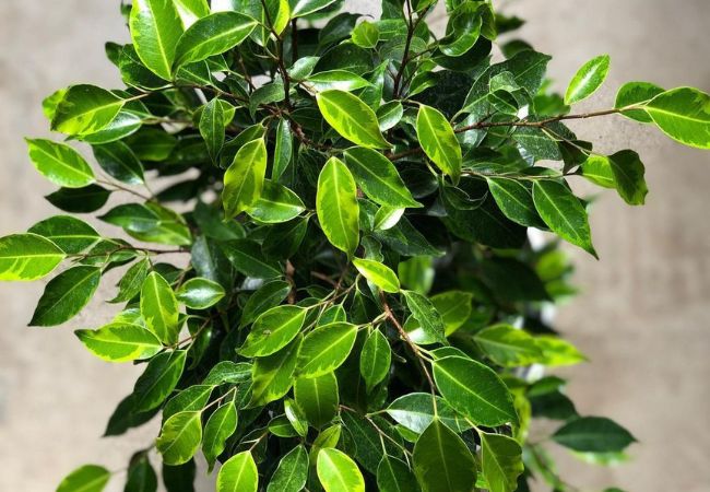 Ficus Benjamina Growth Rate  : Understanding the Weeping Fig's Pace (2024 Guide)