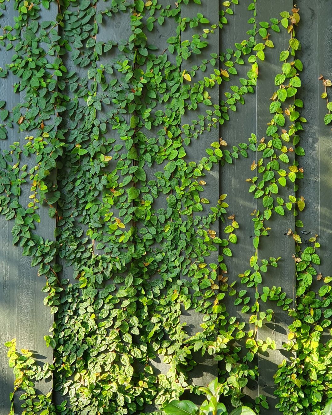 Creeping Fig (Ficus pumila) is a fast-growing, evergreen vine with small, heart-shaped leaves, ideal for covering walls, fences, or creating a lush green backdrop. Plants