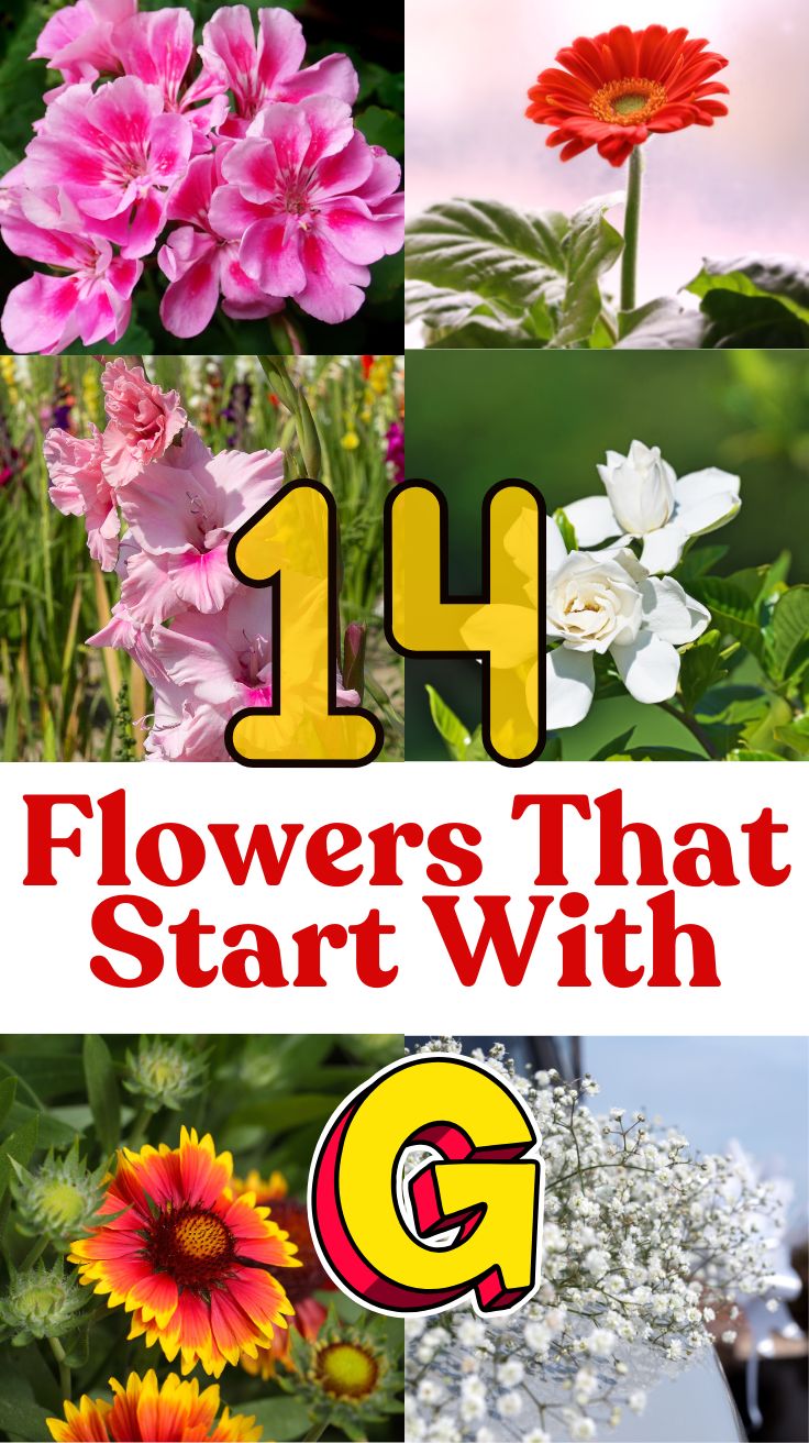 14 Gorgeous Flowers That Start With G : A Gardener's Guide (2024)