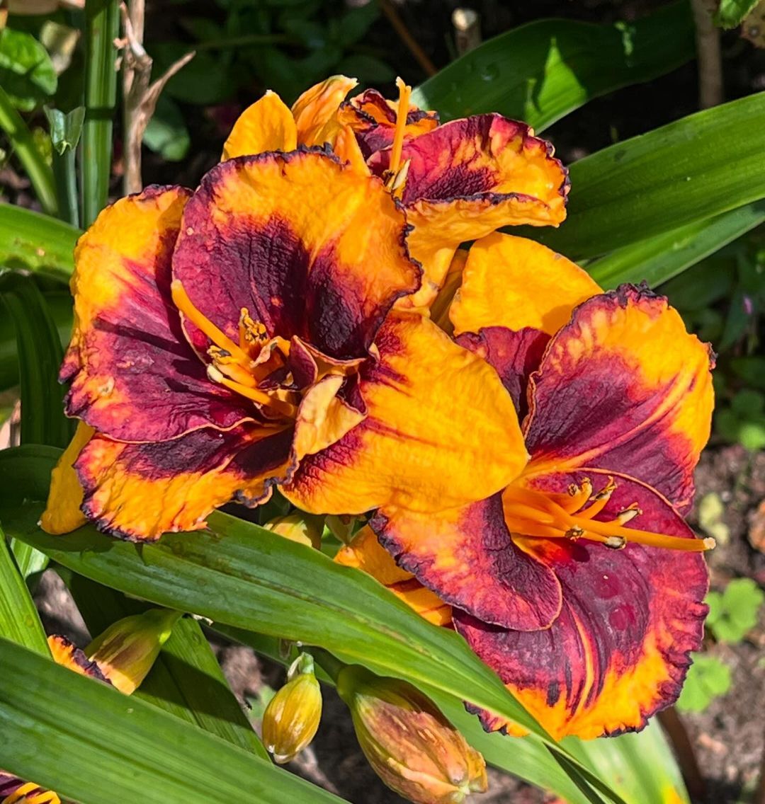 Hemerocallis 