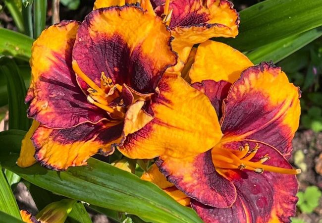 Hemerocallis 'Coit Tower': A Stunning Daylily for Your Garden