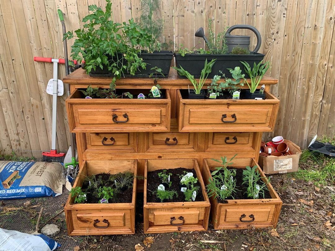 A dresser drawer garden is a creative gardening concept where old dresser drawers are repurposed as planters for growing herbs, flowers, or small vegetables.