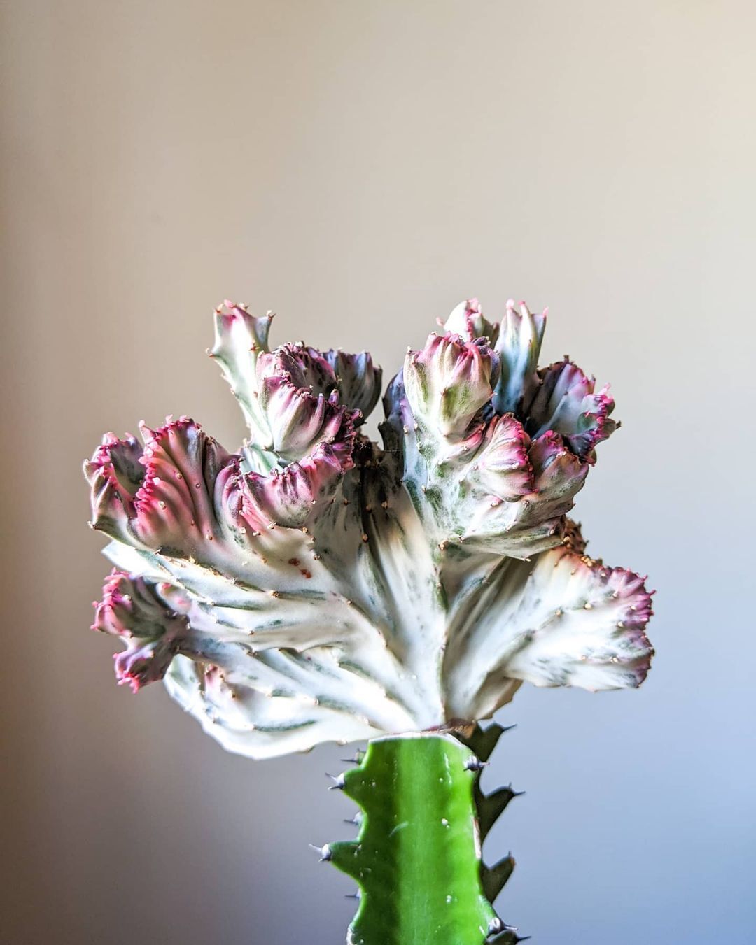 Coral Cactus is a fascinating plant that