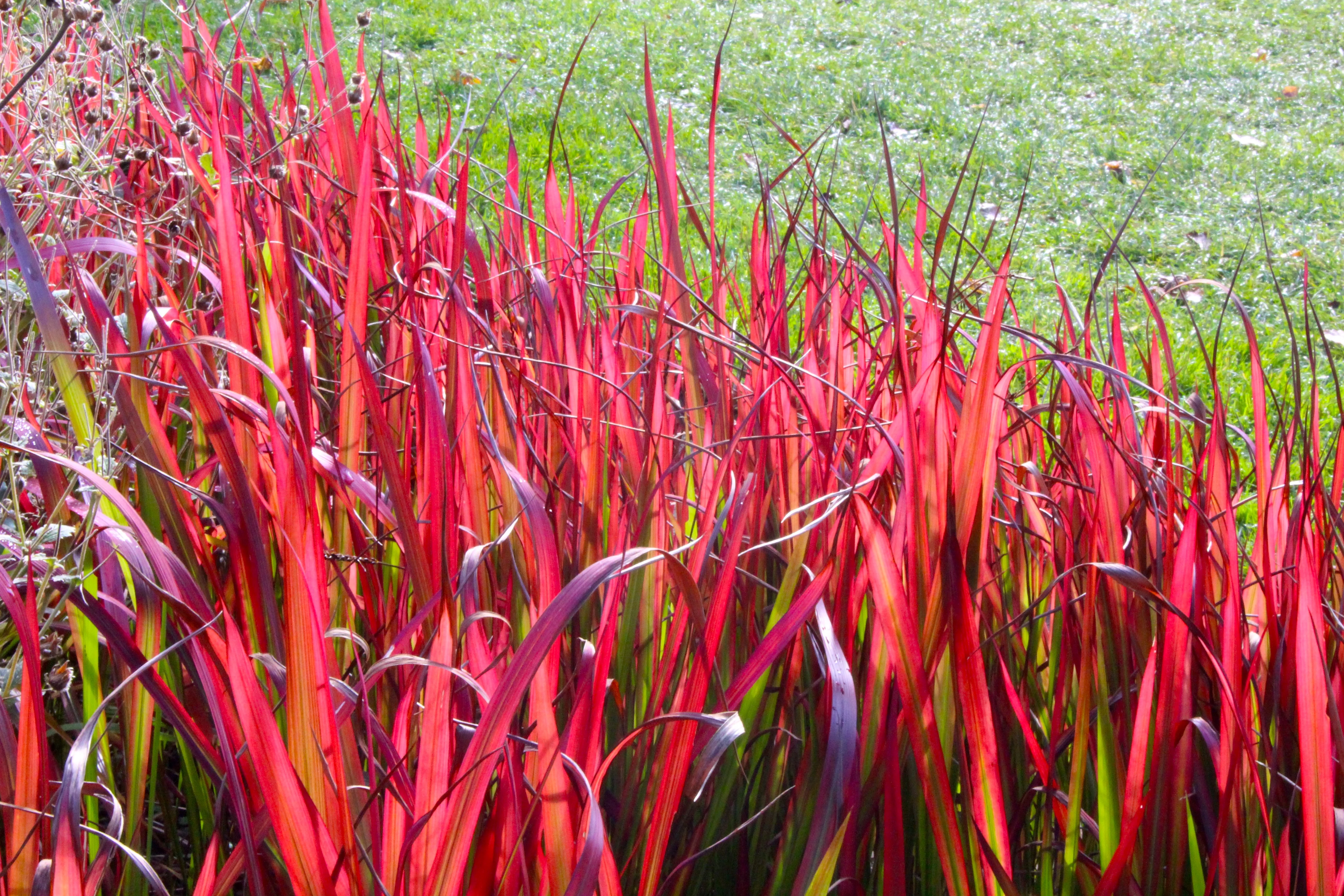 Japanese Blood Grass (Imperata cylindrica ‘Rubra’)