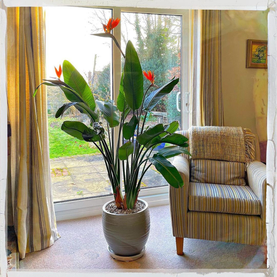 The Bird of Paradise (Strelitzia reginae) is an exotic, tropical plant known for its striking, vibrant orange and blue flowers resembling a bird in flight, symbolizing freedom and paradise.