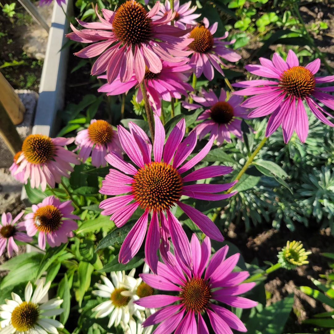 Coneflowers (Echinacea) are hardy, daisy-like perennials with distinctive cone-shaped centers and vibrant petals, known for attracting pollinators and offering medicinal properties.