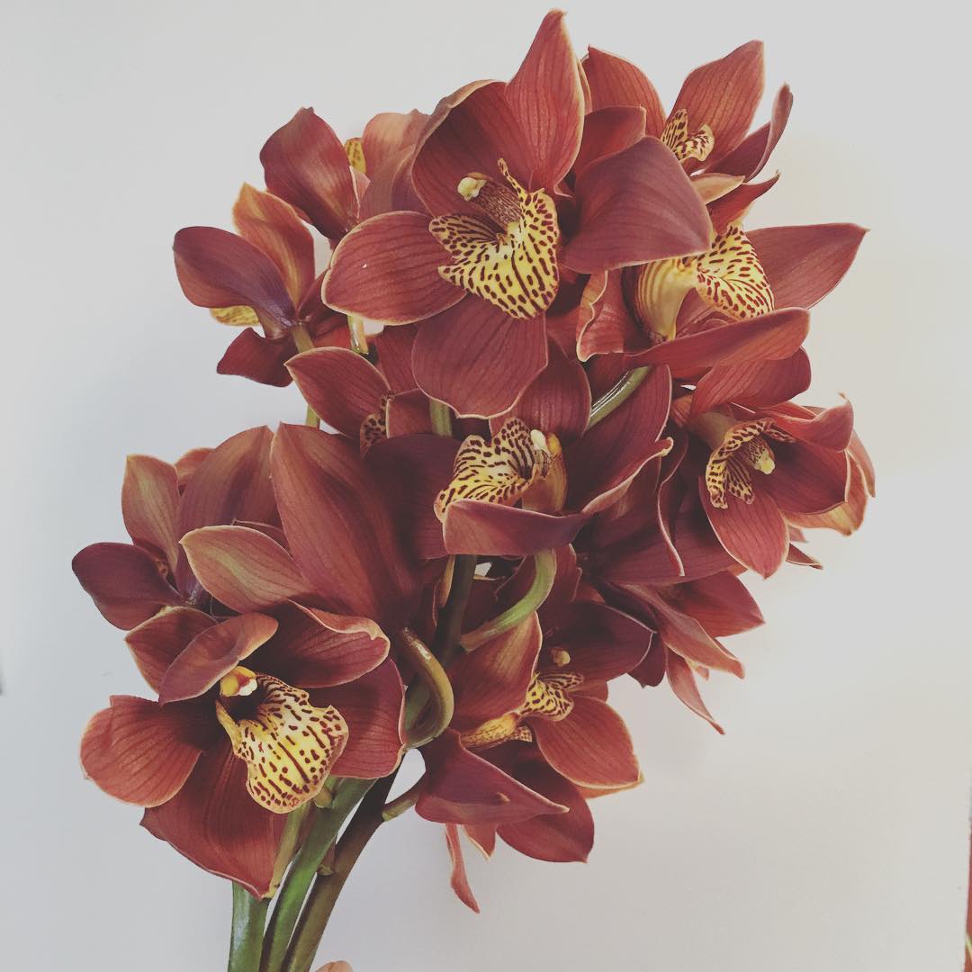 Brown Orchid, often referring to varieties like Dendrobium or Oncidium, showcases unique brown or earthy-toned petals, adding exotic beauty and intrigue to floral arrangements and indoor spaces.