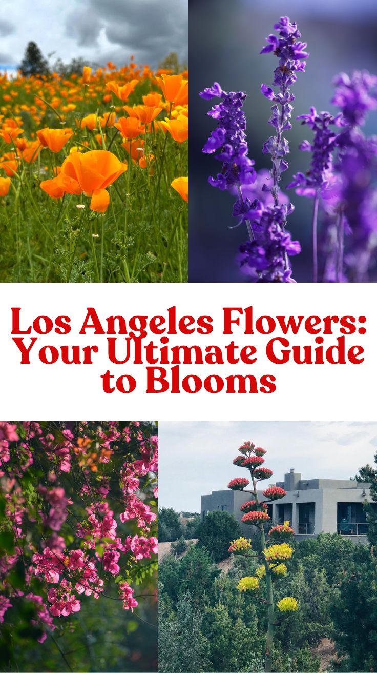 Discover the Beauty of Los Angeles Flowers: A Local’s Guide