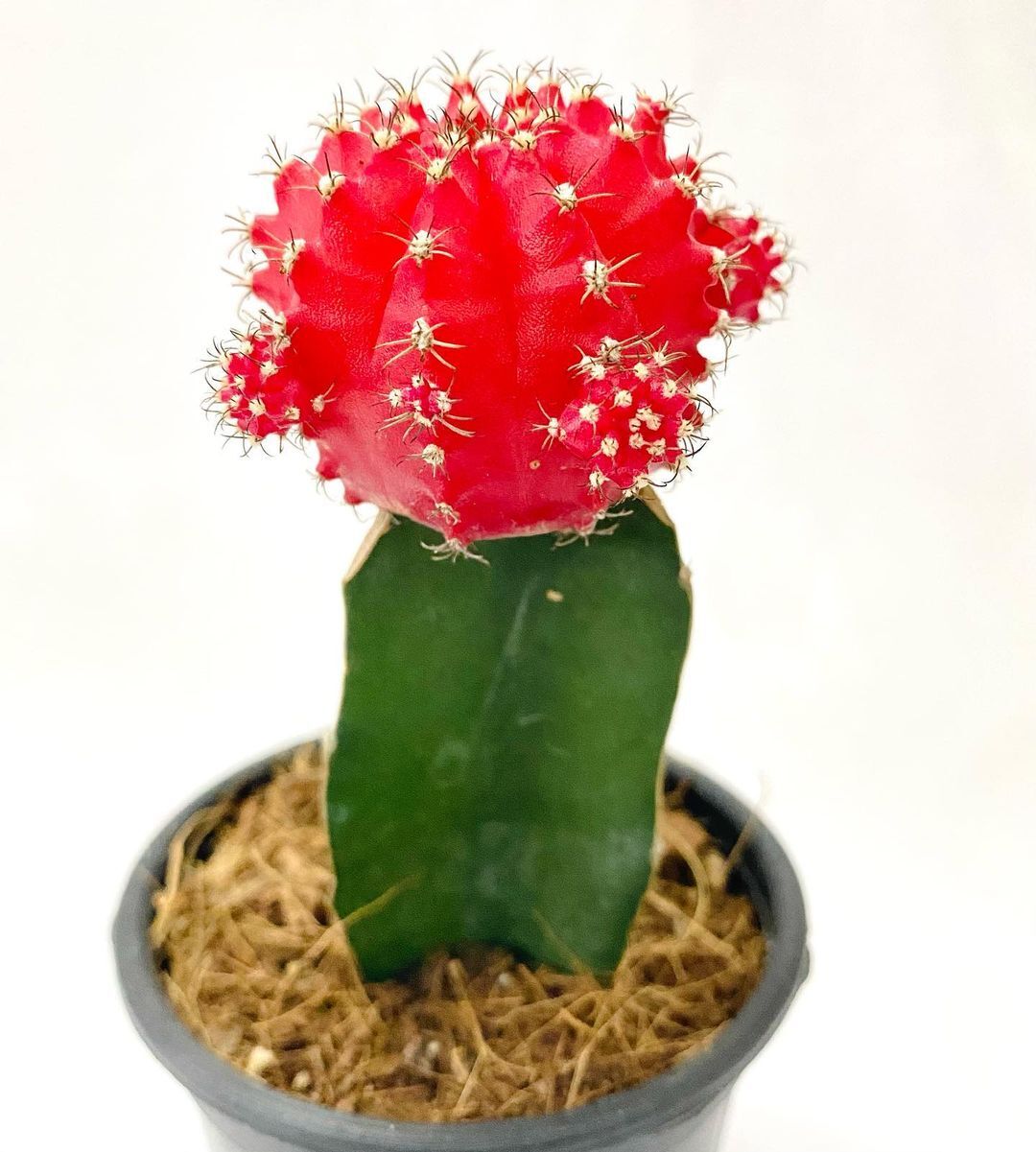 The Moon Cactus (Gymnocalycium mihanovichii) is a striking, colorful cactus characterized by its vibrant, often neon-colored top, grafted