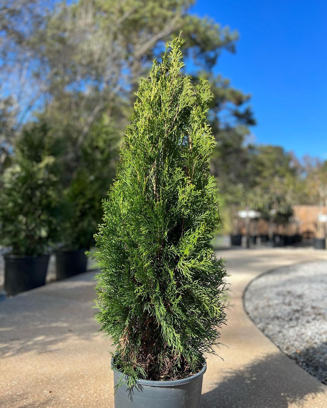 Fastigiate Irish Yew (Taxus baccata 