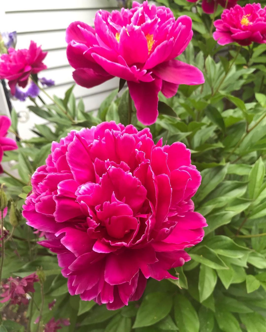 The Karl Rosenfield Peony is a striking perennial known for its large, double deep-red blooms and strong fragrance, making it a popular choice for vibrant garden displays and cut flower arrangements.
