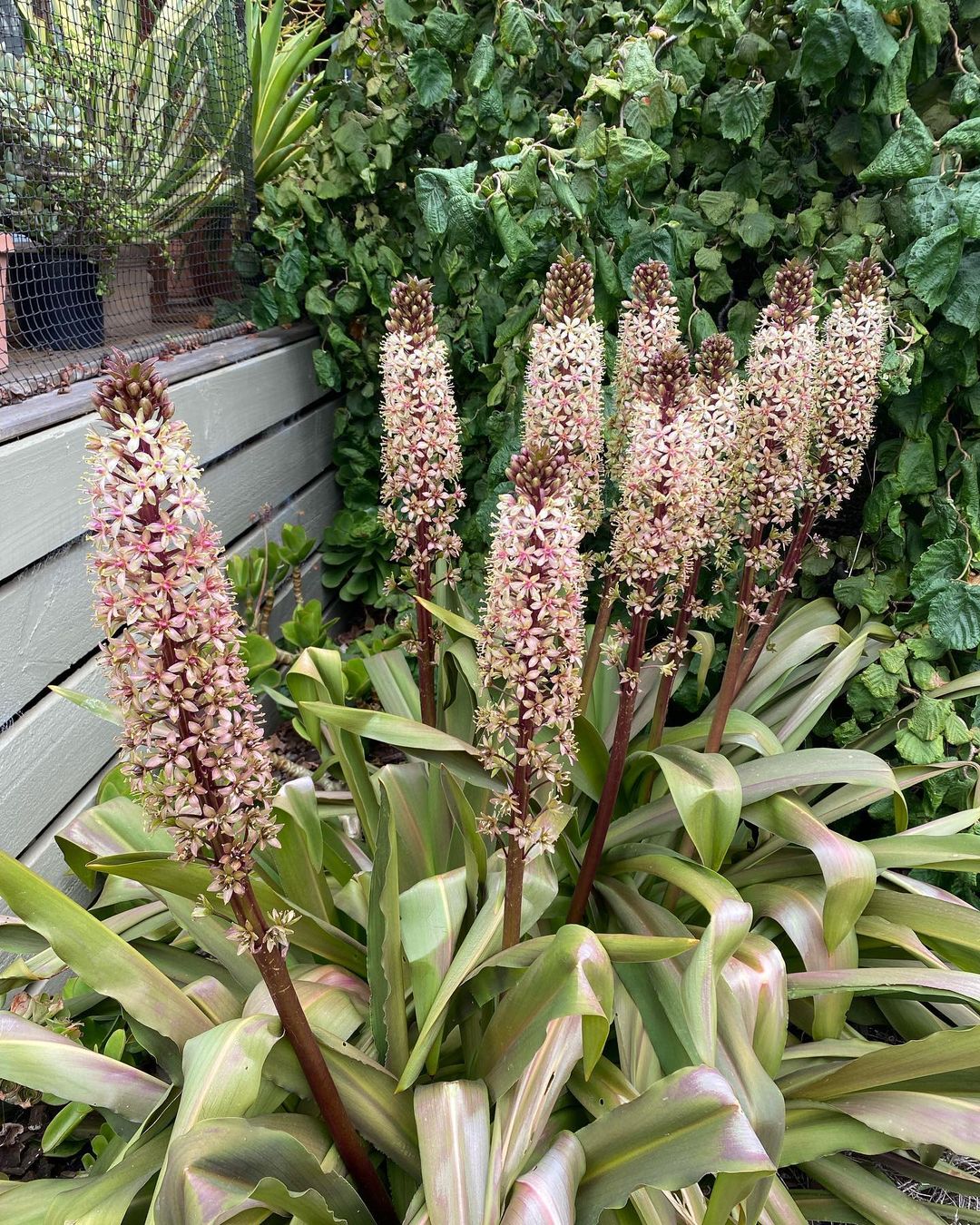 Pineapple Lily (Eucomis) is a unique flowering plant with a rosette of tropical-looking leaves and a central spike of small star-shaped flowers, resembling a miniature pineapple.