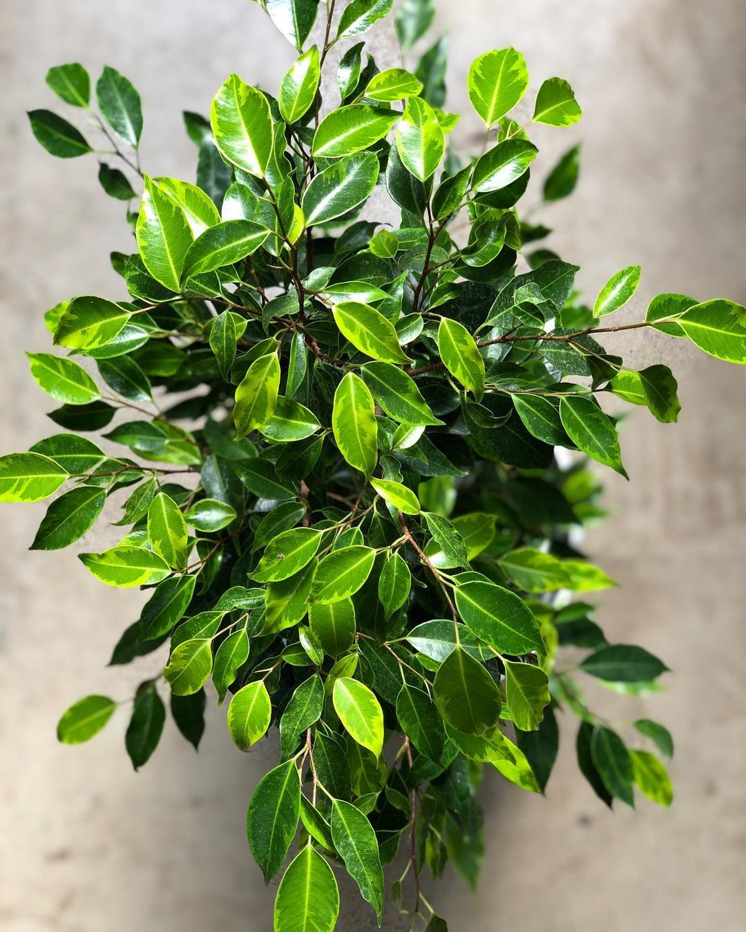Ficus Benjamina, or weeping fig, exhibits a fast growth rate, thriving in bright, indirect light and requiring regular pruning to maintain its shape and encourage bushier growth.