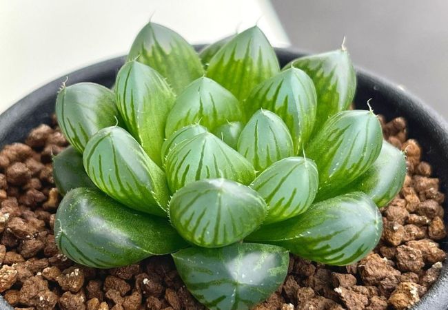 Plump Haworthia Cooperi Succulent : Care Guide for this Charming 'Window Plant' (2024)