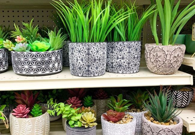 Pottery for Plants : The Ultimate Guide to Stylish and Functional Containers (2024)