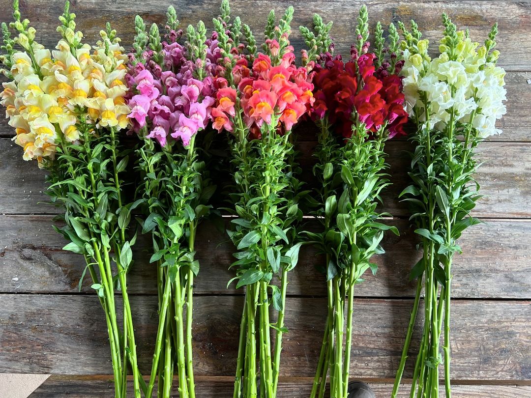 A row of colorful snapdragons elegantly arranged, showcasing their vibrant blooms and lush green foliage.
