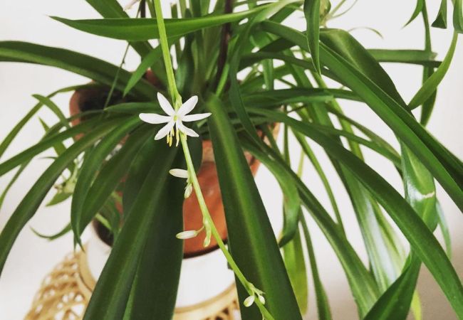 Spider Plant Flowers: Everything You Need to Know