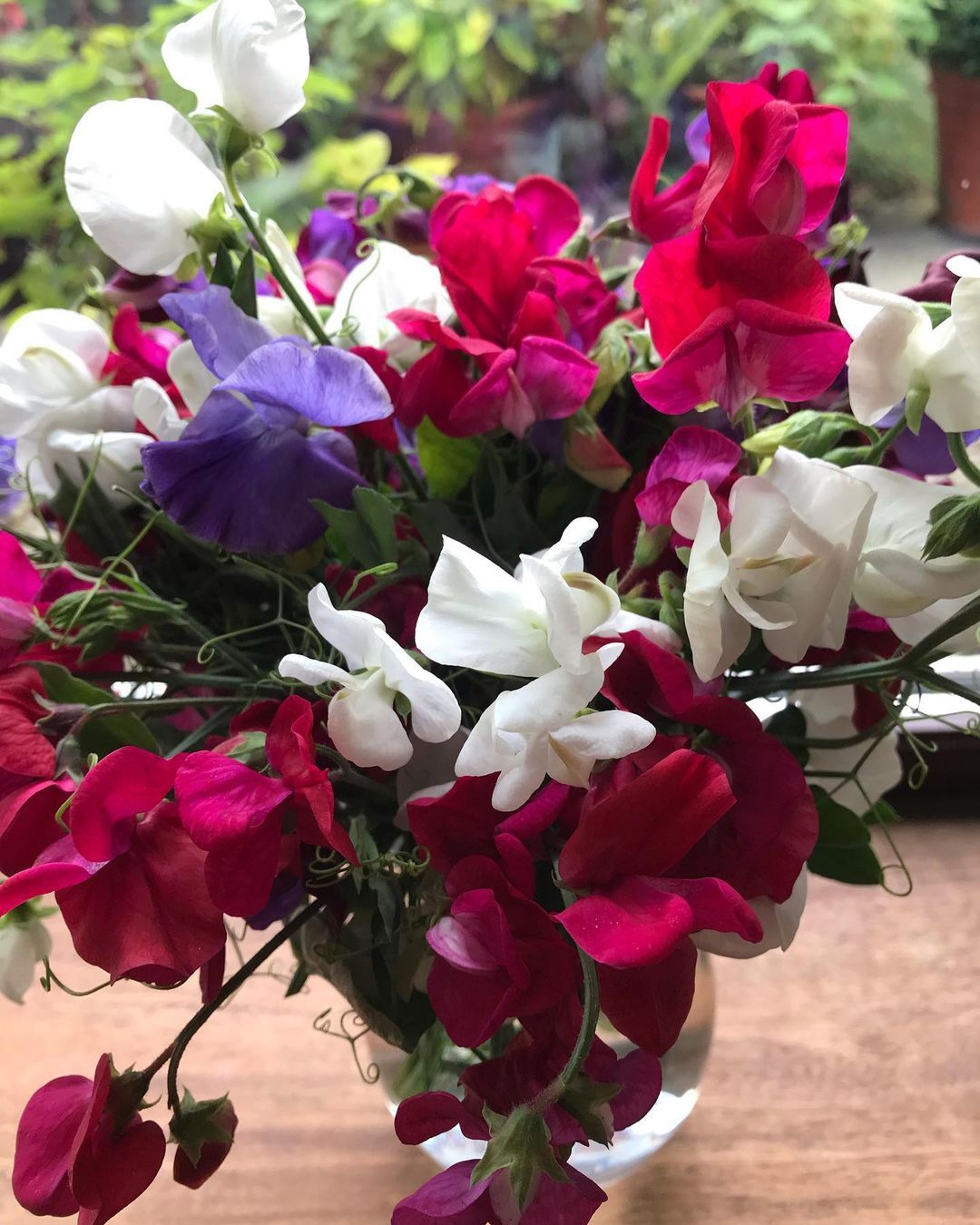 Sweet Peas (Lathyrus odoratus) are fragrant, climbing flowers with delicate petals in shades of pink, purple, white, and red, often grown for their scent and use in cut flower arrangements.