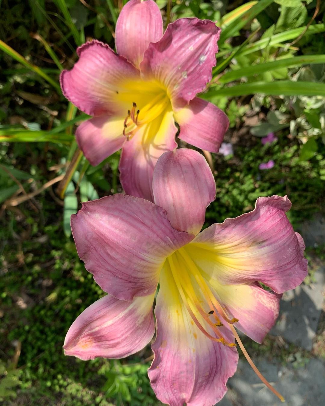 Daylilies (Hemerocallis) are versatile perennials known for their vibrant, trumpet-shaped flowers that bloom in a variety of colors, each lasting only one day, but producing multiple blooms throughout the season.