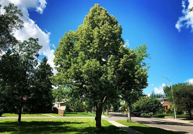 The Ultimate A-Z Guide to Trees : From Alder to Zelkova (2024 Edition)