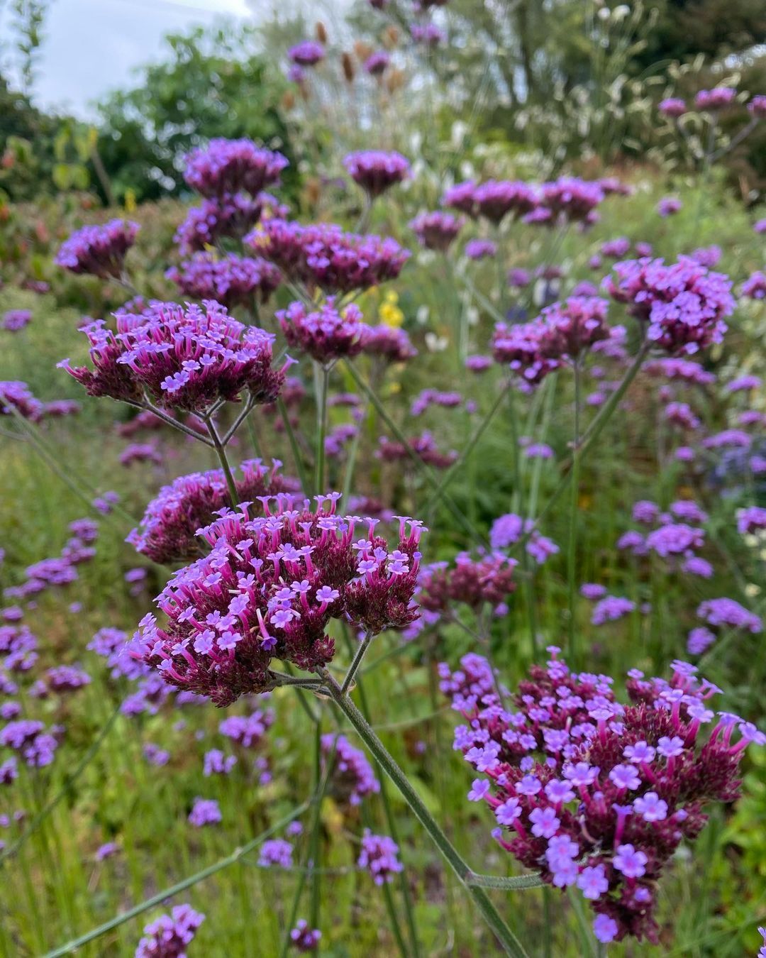 Verbena bonariensis is a tall, airy perennial with clusters of small lavender-purple flowers atop slender stems, known for attracting pollinators and adding a delicate, ethereal touch to garden landscapes.