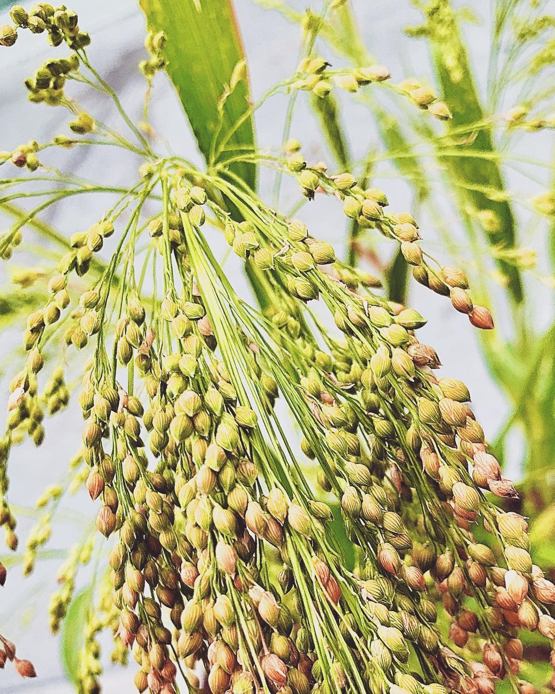 Broom Corn (Sorghum bicolor) is a type of sorghum grown for its long, stiff seed heads, traditionally used to make brooms, and is also valued for its ornamental and eco-friendly qualities in gardens and crafts.